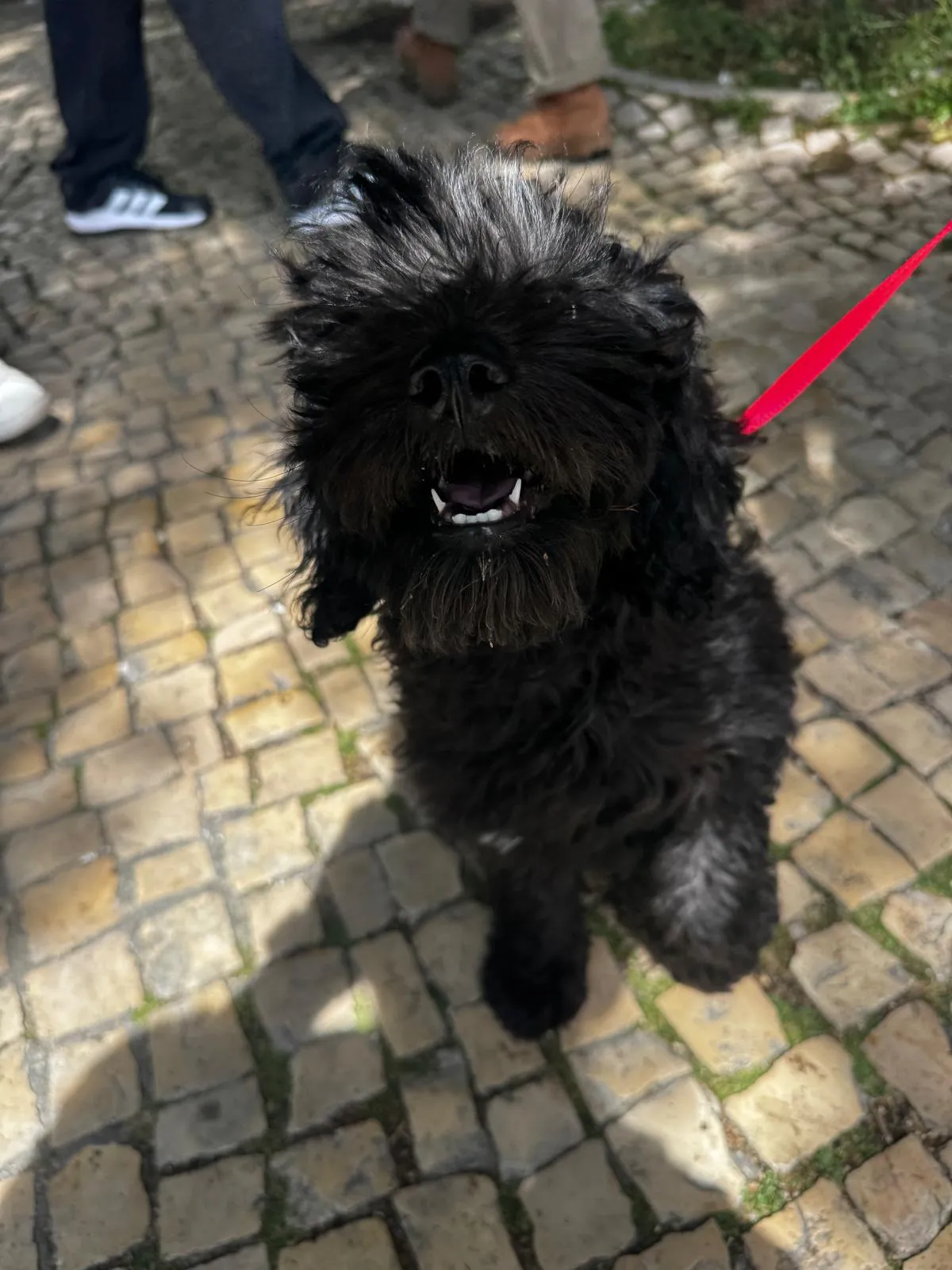 Trabalho com Cães