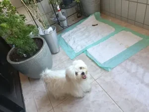 Hund Dog - Cliente com resultado