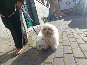 Hund Dog - Cliente com resultado