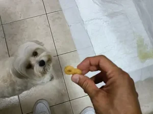 xixi no resguardo hund dog