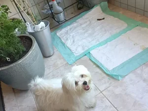 xixi no resguardo hund dog