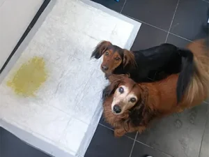 xixi no resguardo hund dog