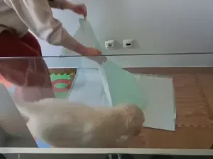 xixi no resguardo hund dog