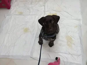 xixi no resguardo hund dog