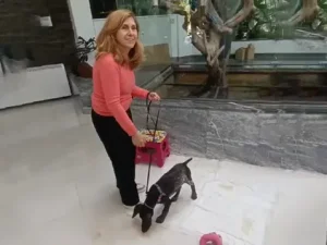 xixi no resguardo hund dog