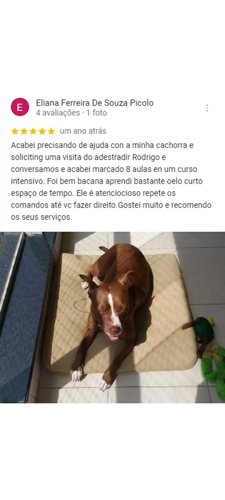 Hund Dog - Avaliação cliente